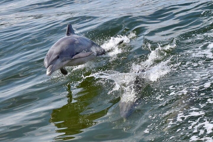 Sail With Santa Dolphin Watch — 90-Min Harbor Cruise in St. Augustine photo 3