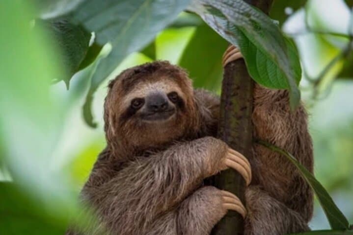 Roatán Private Island Tour: Sloths, Rum & Chocolate photo 2
