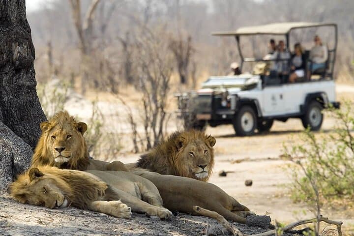 Zambezi National Park Game Drive: Victoria Falls Safari by the Zambezi River