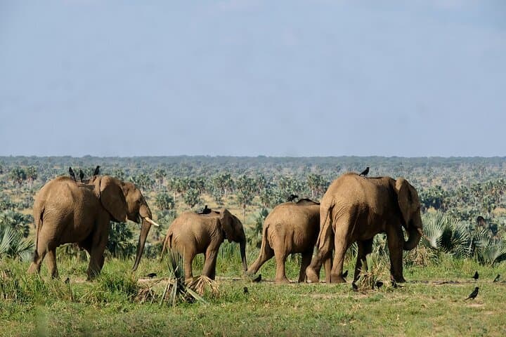 Private 4-Day Murchison Falls Safari: Walking, Boat & Tented-Camp Experience photo 6
