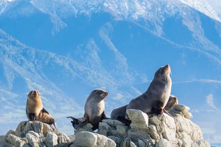 Paddle with Seals: Kaikoura Small-Group Coastal Kayak from Christchurch photo 4