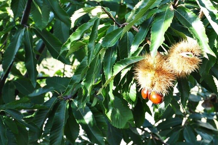 Chestnut Experience in Polvica: Guided Tramonti Walk & Farm-to-Table Tasting photo 4