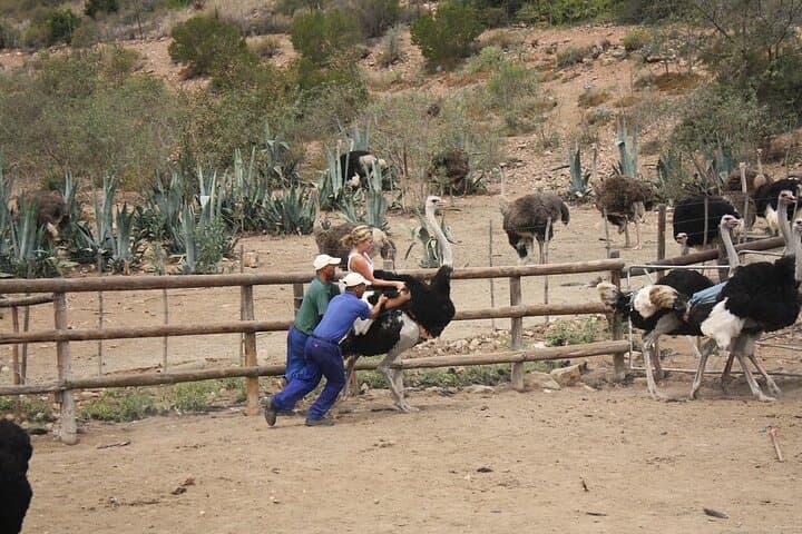3-Day Garden Route Private Tour from Cape Town: Oudtshoorn, Knysna & Tsitsikamma photo 5