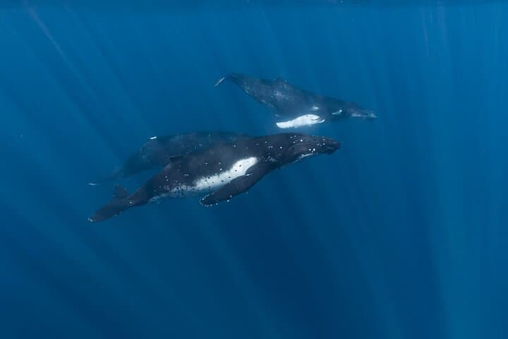 Private Half-Day Whale Watching in Moorea: Exclusive Marine Encounters photo 3