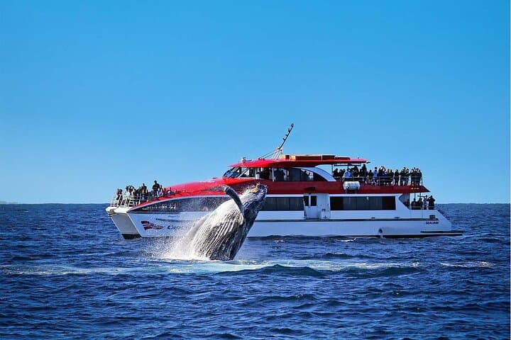 Sydney Whale Watching and Taronga Zoo Combo — Whale Cruise + Zoo Entry photo 2