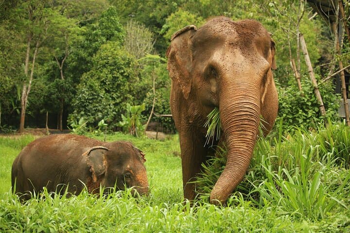 Phuket Elephant Nature Reserve: Ethical Half-Day Sanctuary Experience