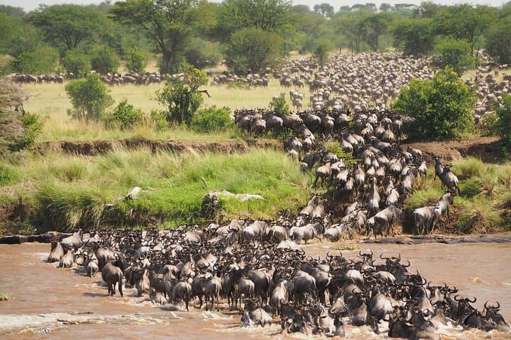 Spectacular Serengeti Migration: 8-Day Mid‑Range Safari in Tanzania