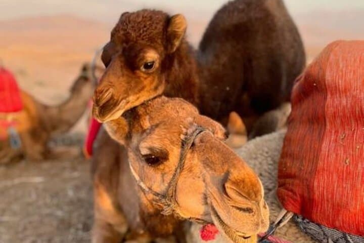 Atlas Mountains Day Trip: 3 Valleys, Waterfalls & Camel Ride from Marrakech photo 3