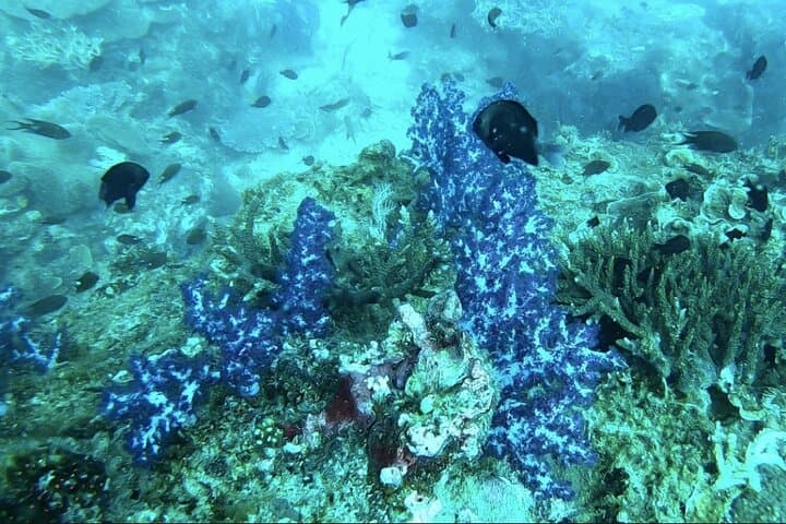 Phu Quoc Day Diving Trip with Pro Guide — Coral Reefs & Marine Life photo 5