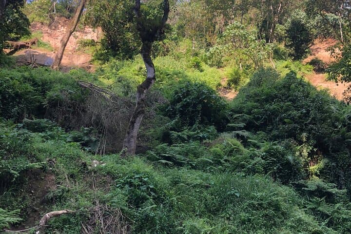 Arusha Waterfall Hike and Moivaro Coffee Farm Experience photo 5