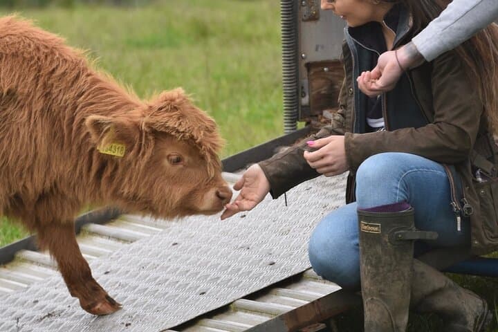 Highland Cow Experience at Jacksons Farm, Jedburgh — Meet the Herd and Explore a Working Scottish Farm photo 4