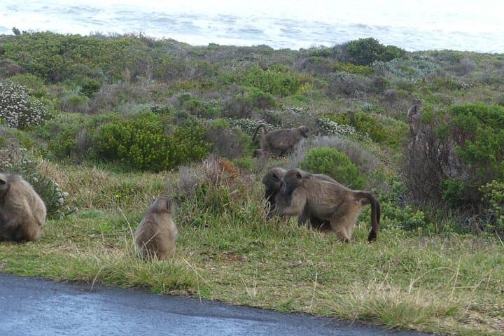 Cape Point & Boulders Beach Penguin Private Day Tour from Cape Town photo 2