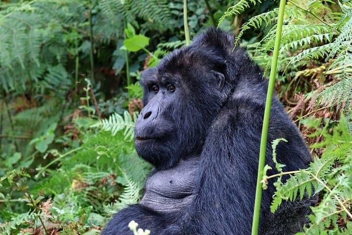 6-Day Uganda Gorilla, Chimpanzee and Wild Game Safari