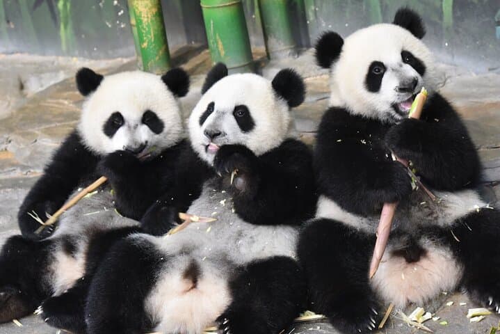 Guangzhou Chimelong Safari Park: Practical Visitor Guide to Wildlife & Walkways