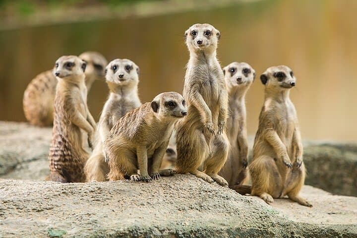 Guangzhou Chimelong Safari Park: Practical Visitor Guide to Wildlife & Walkways photo 3