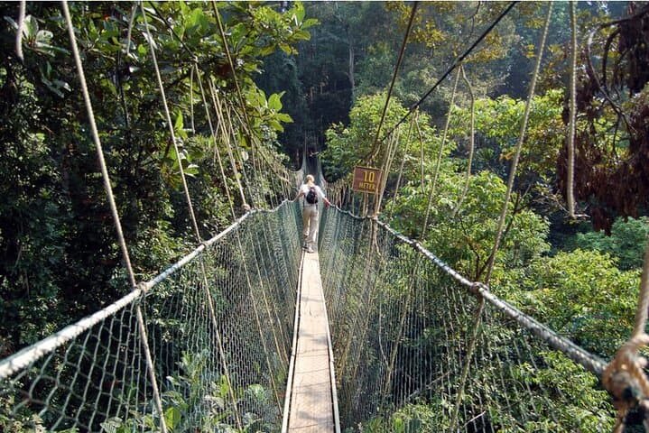 Taman Negara Day Trip: Canopy Walk, Orang Asli Village & River Wildlife photo 6