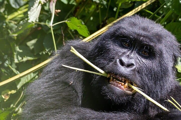 3-Day Gorilla Express: Trek Bwindi to Meet Mountain Gorillas