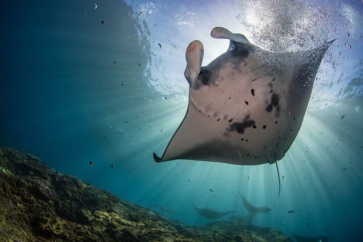 Nusa Penida Snorkeling: Manta Point, Gamat Bay & Wall Bay Day Trip from Bali