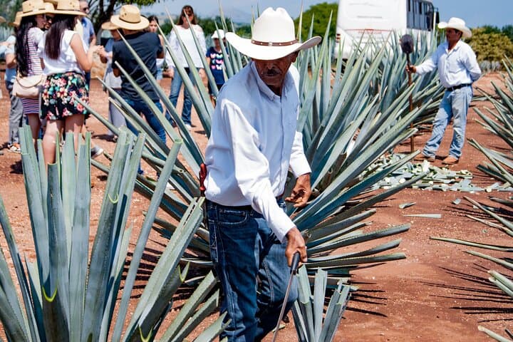 Day Trip to Tequila: José Cuervo Distillery, Agave Fields & Tasting from Puerto Vallarta photo 2