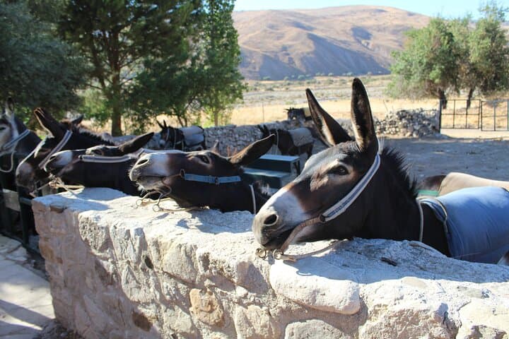 Donkey Safari & Village Culture Night Near Pafos — Cyprus Farm Tour