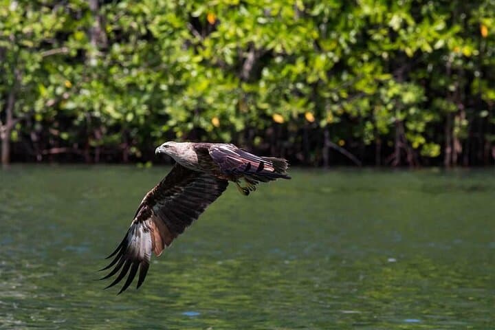 Kilim Geopark Sunset Mangrove Cruise with Mount Raya Peak View photo 5