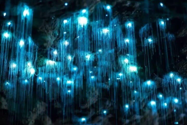 Spellbound Glowworm Caves Small-Group Tour from Auckland — Waitomo Glowworms photo 2