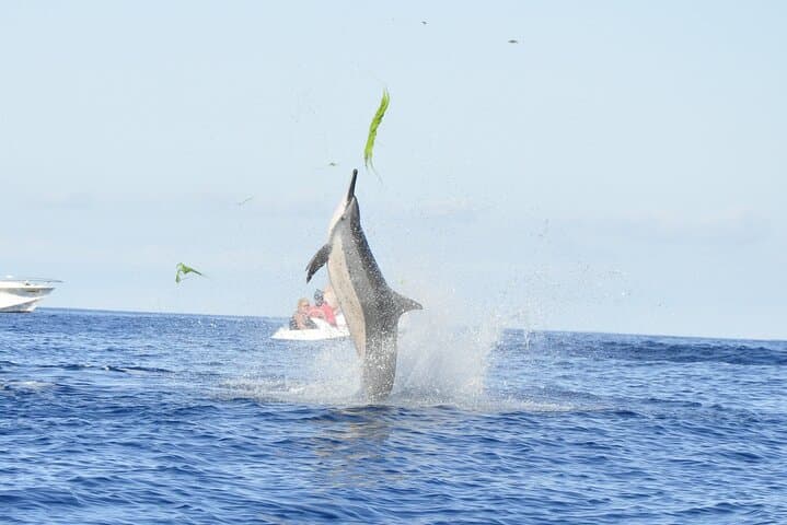 Mauritius Dolphin Encounter — Full-Day Dolphin Swim, Île aux Bénitiers & BBQ photo 4