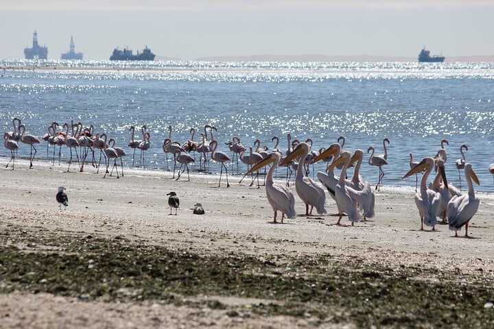 Pelican Point Guided Walk: Walvis Bay Coastal Hike to Seal Colonies