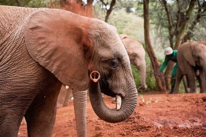 Nairobi Giraffe Centre & David Sheldrick Elephant Orphanage Day Visit photo 2