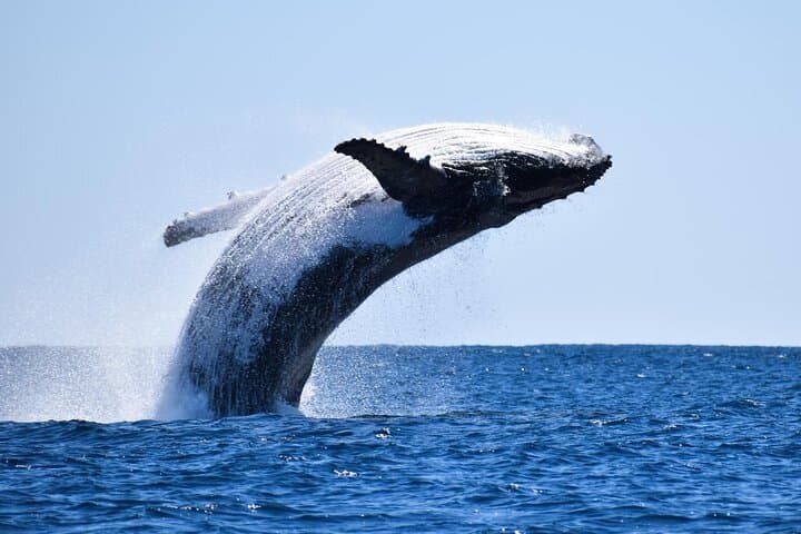 Hermanus Whale Watching and Private Wine Tour from Cape Town photo 3