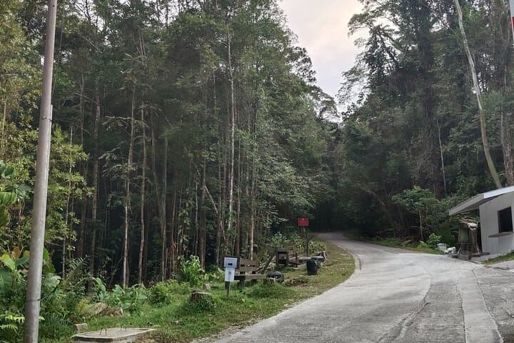 Kubah Nighttime Frog Safari: Guided Nocturnal Walk in Kubah National Park photo 3