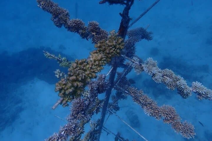 Moore Reef Day Tour: Guided Dive & Pontoon Adventure from Cairns photo 5