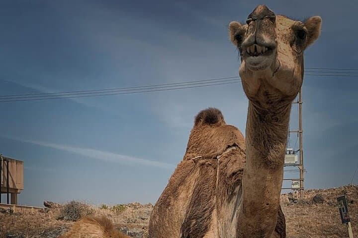 Wadi Darbat & Jabal Samhan: East Salalah Full-Day Adventure photo 6