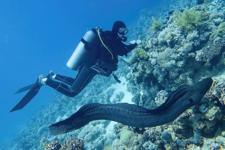 Phuket PADI Refresher: 3-Dive Confidence Boost from Chalong photo 5