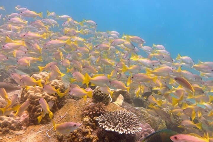 Koh Rong Sanloem Beginner Scuba Diving: PADI Intro Day Trip photo 6