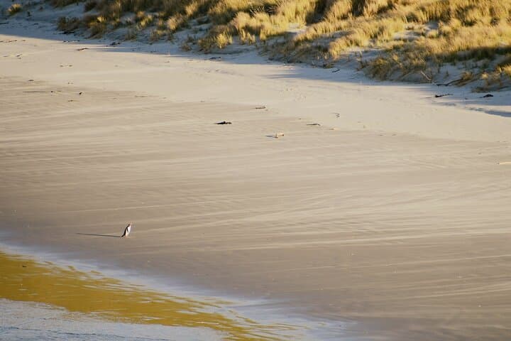 Otago Peninsula Wildlife & Penguin Tour: Up-Close Hoiho Viewing and Conservation photo 2