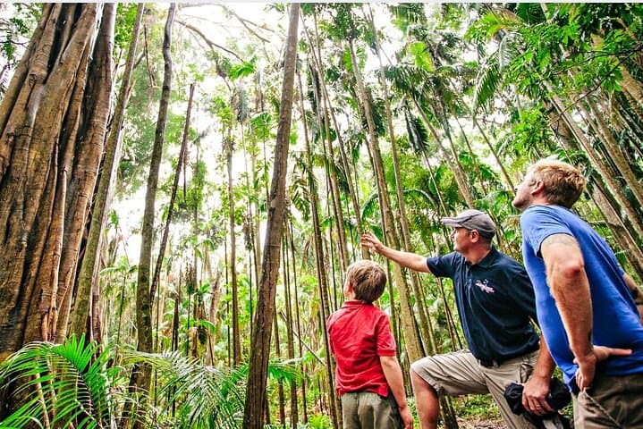 Springbrook Natural Bridge & Waterfalls Tour from Gold Coast photo 3