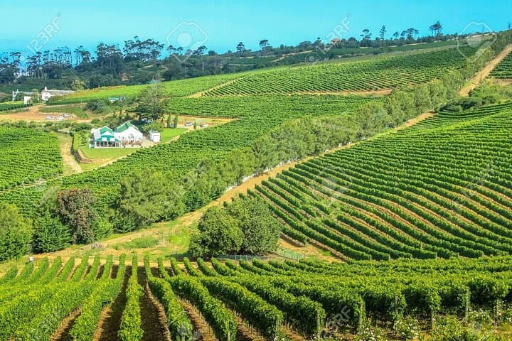 Cape Town Private Tour: Robben Island History and Constantia Wine Tasting photo 3