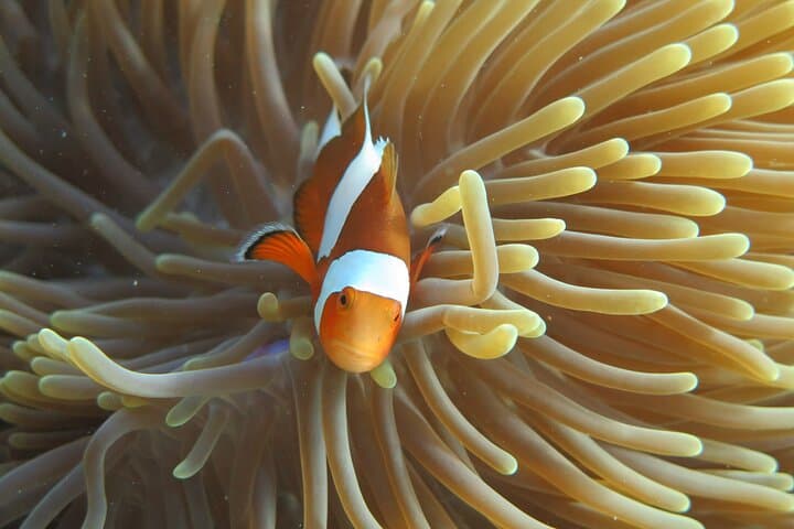 Phi Phi & Bamboo Islands Full-Day Speedboat Tour from Phuket photo 5