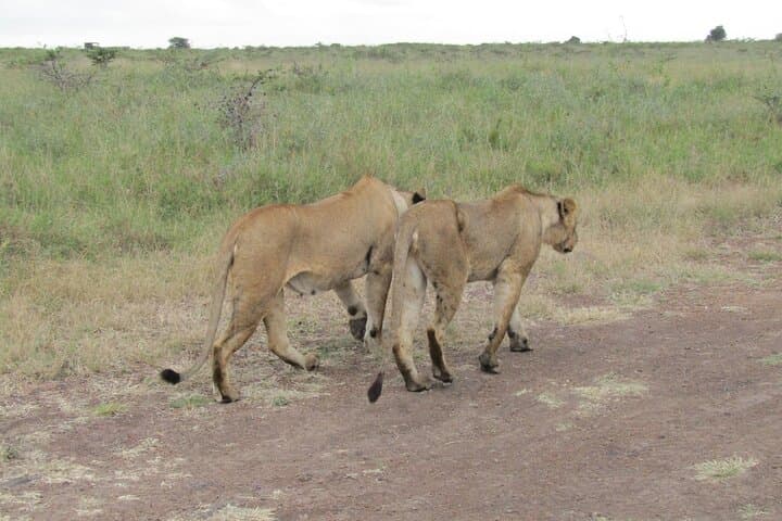 Explore Nairobi National Park and Wildlife Sanctuaries on a Full-Day Safari Experience photo 3