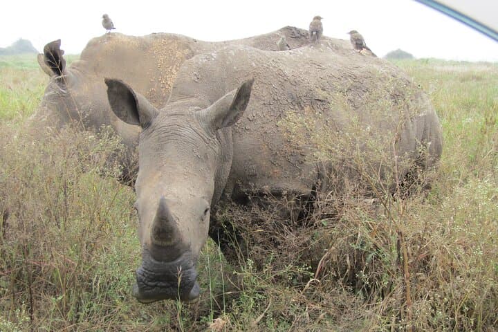 Explore Nairobi National Park and Wildlife Sanctuaries on a Full-Day Safari Experience photo 6