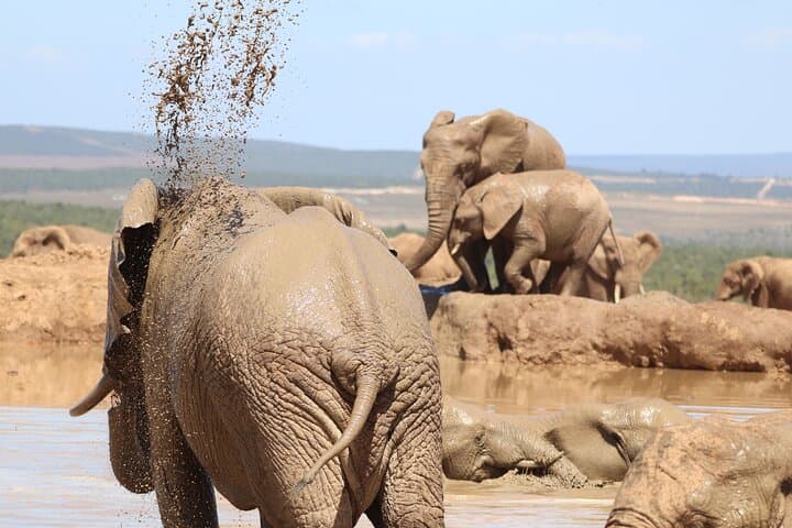 Private Full-Day Safari at Addo Elephant National Park from Port Elizabeth