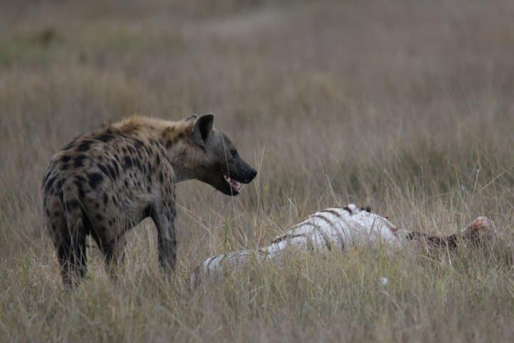 Amboseli in Two Days: Elephant Herds and Kilimanjaro Views photo 5
