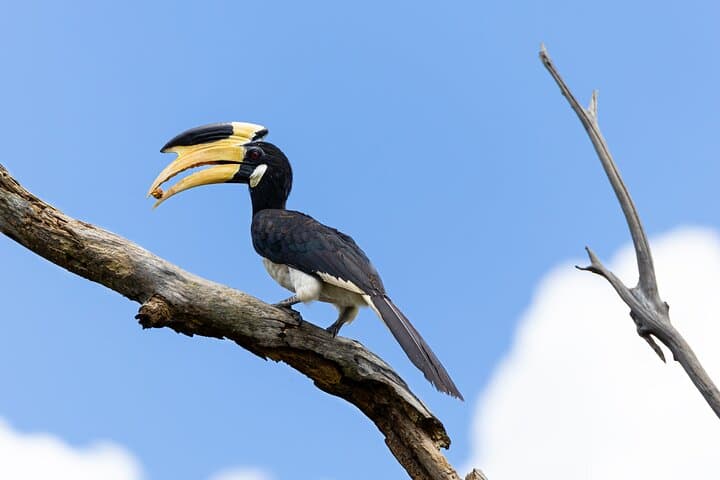 Private Yala Safari: Fast-Entry Leopard, Elephant & Birdwatching Tour photo 3