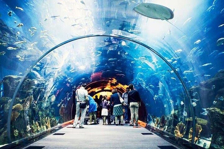 Explore Dubai's Lost Chambers Aquarium at Atlantis: Tickets, Tips & What to Expect photo 2