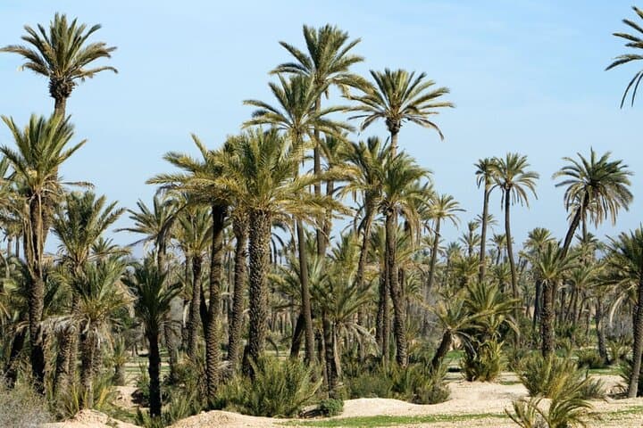 Sunset Camel Ride in Marrakech Palmeraie: Palm Grove Caravan & Berber Tea photo 3