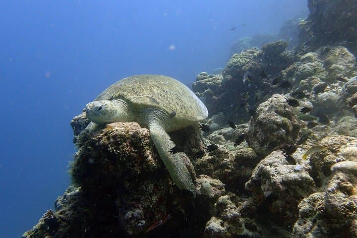 Mataking & Timba-Timba Day Dives: Turtles, Stingrays and a Shipwreck off Semporna photo 6