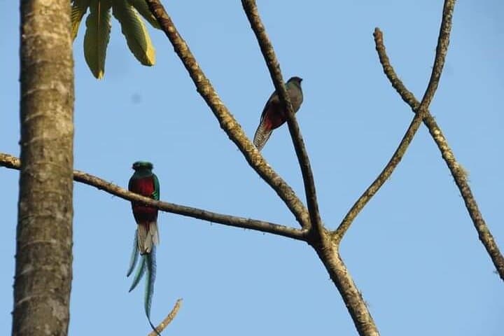 Quetzal Quest: Half-Day Cloud Forest Birdwatching from Cobán photo 2