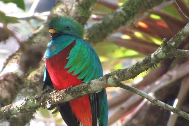 Quetzal Quest: Half-Day Cloud Forest Birdwatching from Cobán photo 5