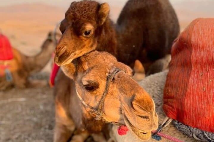 Agafay Desert Sunset Camel Ride, Berber Dinner & Music from Marrakesh